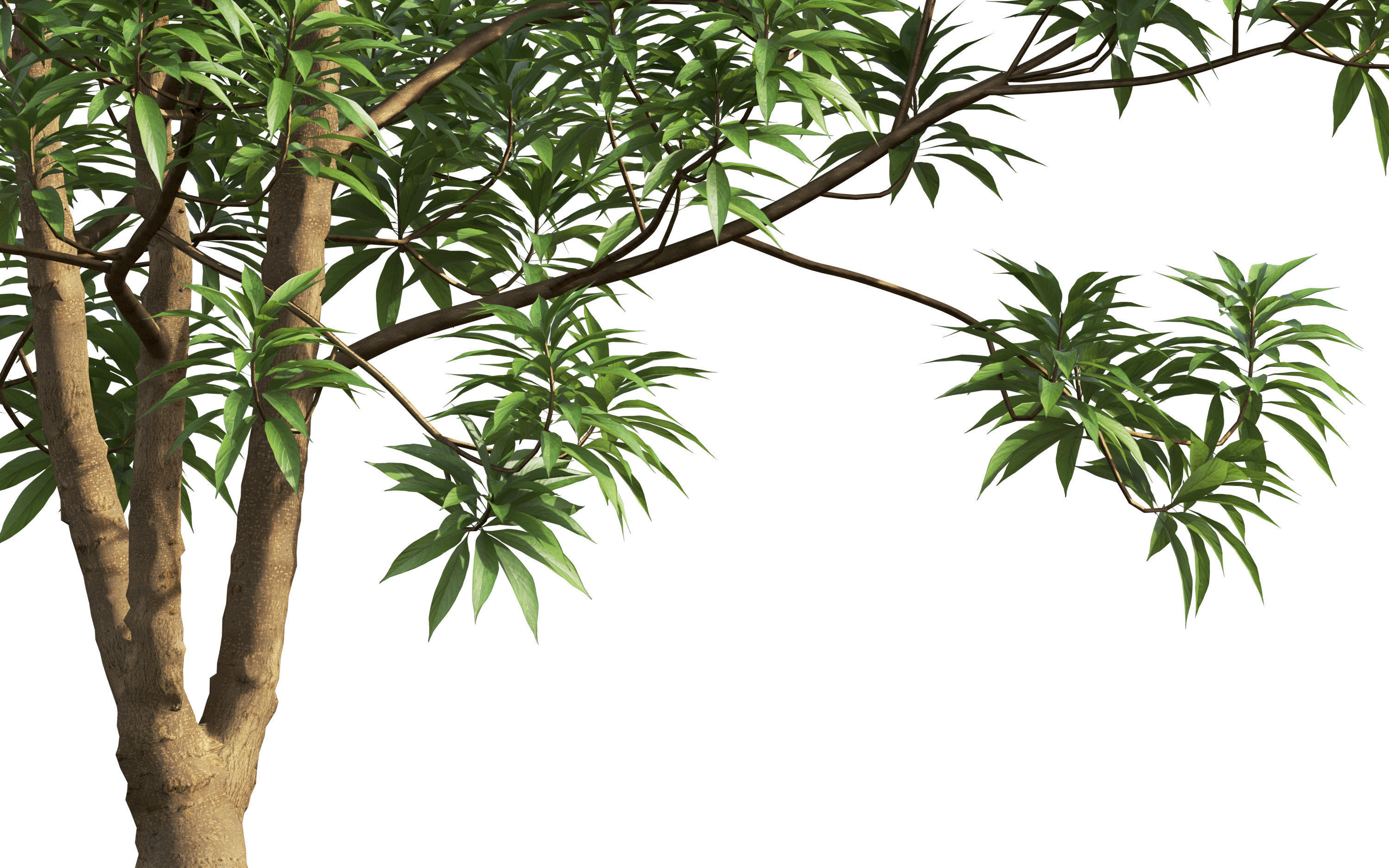 African plants - Include GrowFX and Mesh file 3D model_19