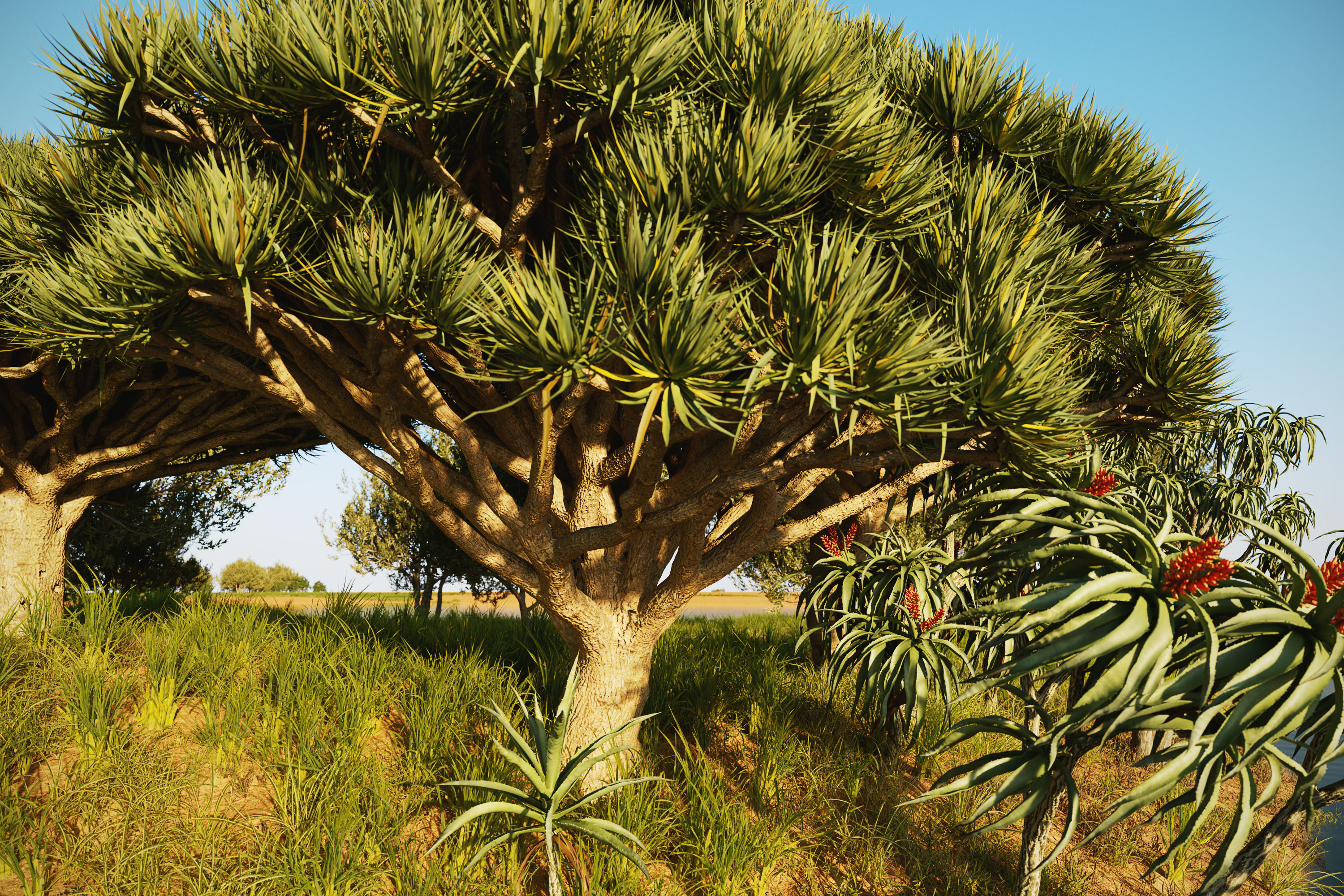 African plants - Include GrowFX and Mesh file 3D model_3