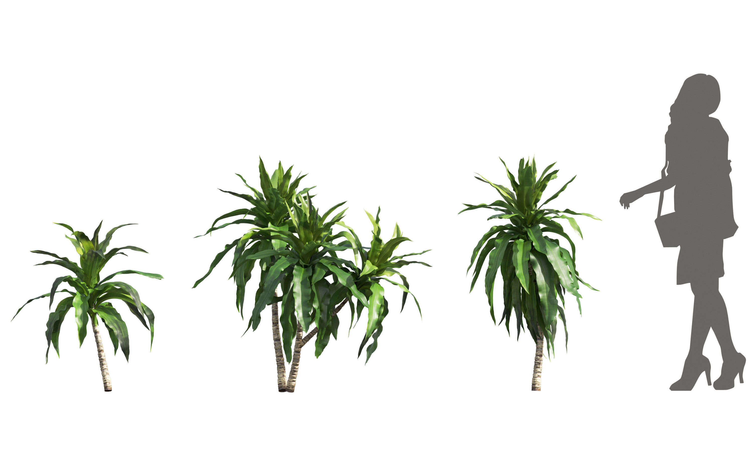 African plants - Include GrowFX and Mesh file 3D model_20