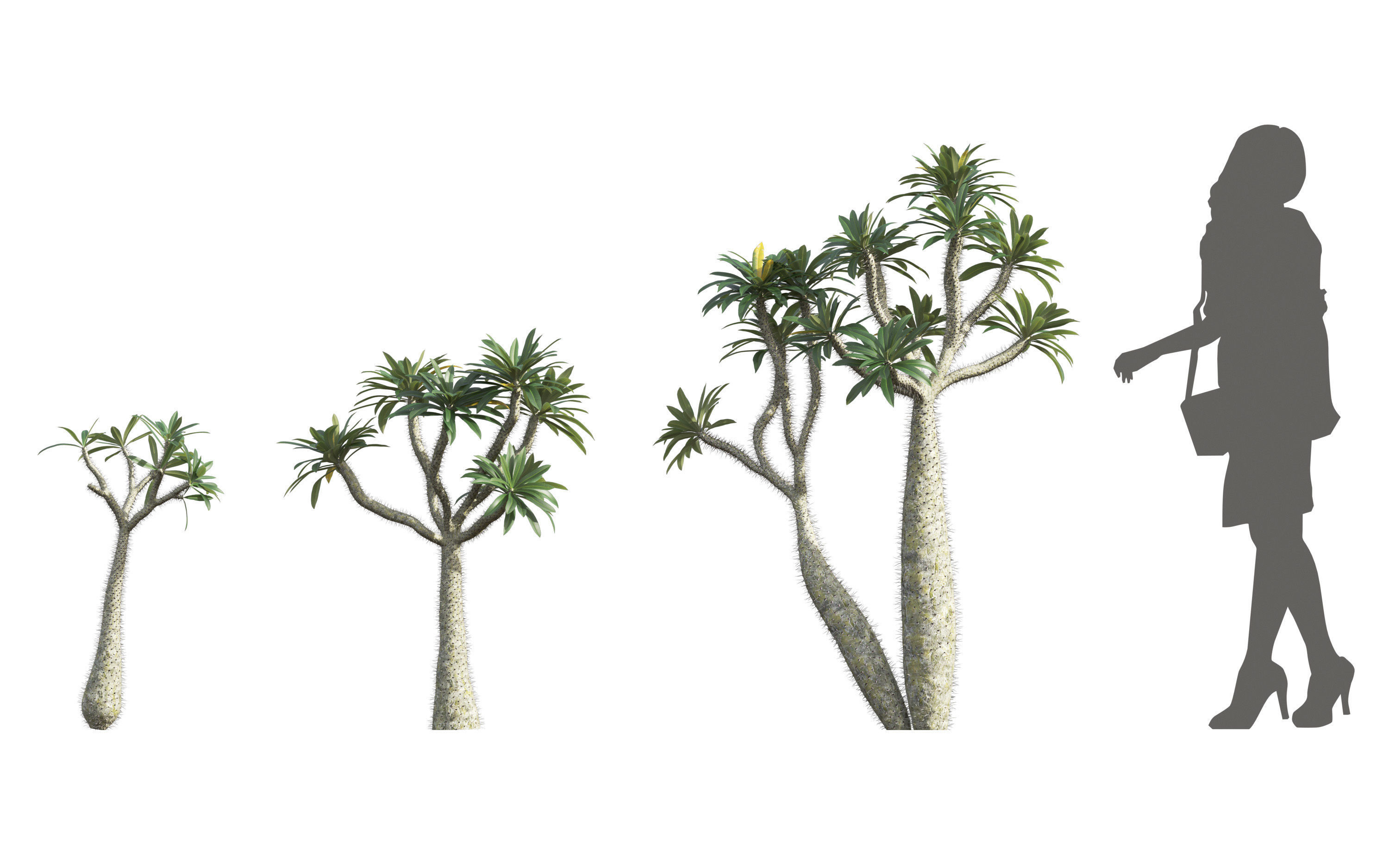 African plants - Include GrowFX and Mesh file 3D model_32