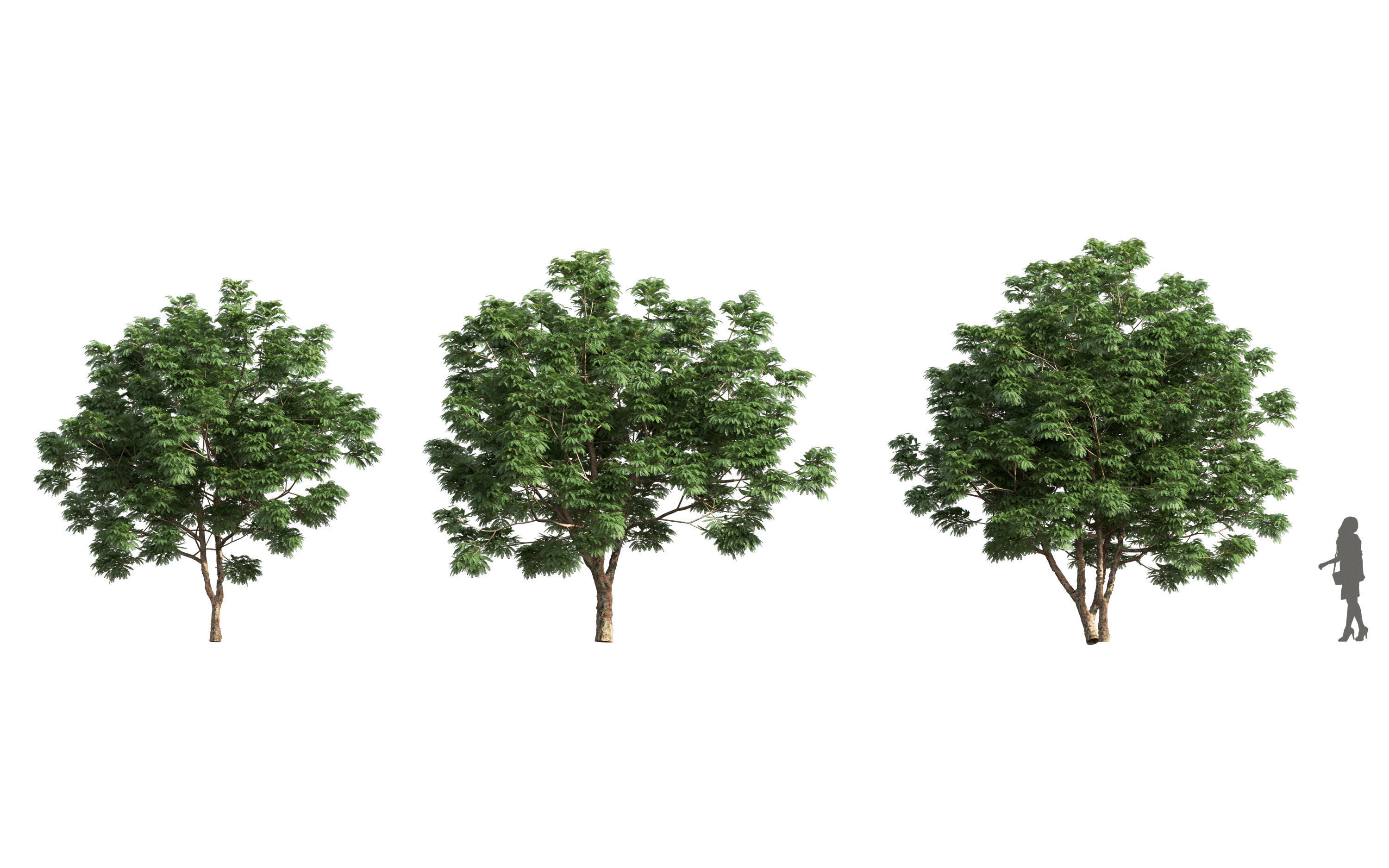 African plants - Include GrowFX and Mesh file 3D model_35
