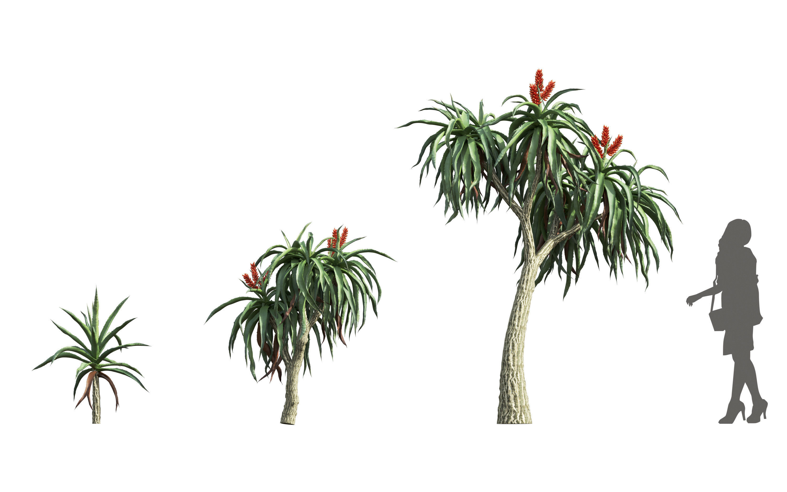 African plants - Include GrowFX and Mesh file 3D model_11