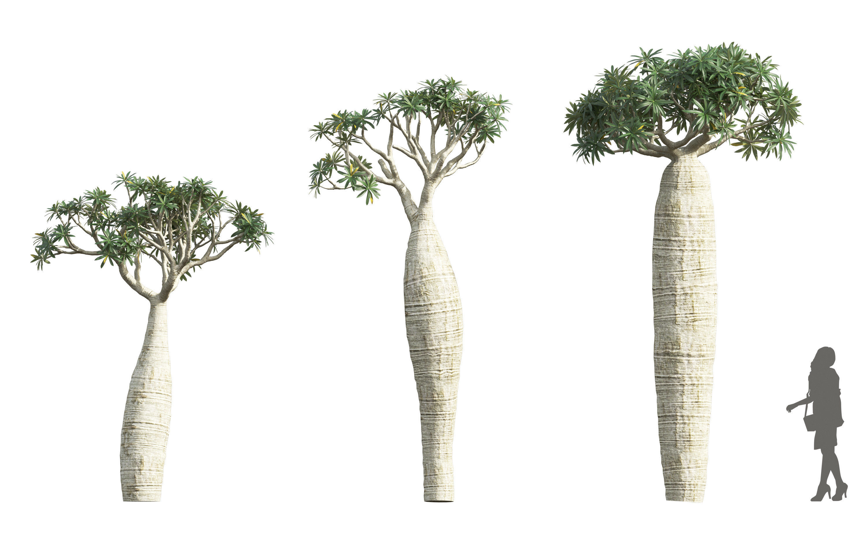 African plants - Include GrowFX and Mesh file 3D model_33