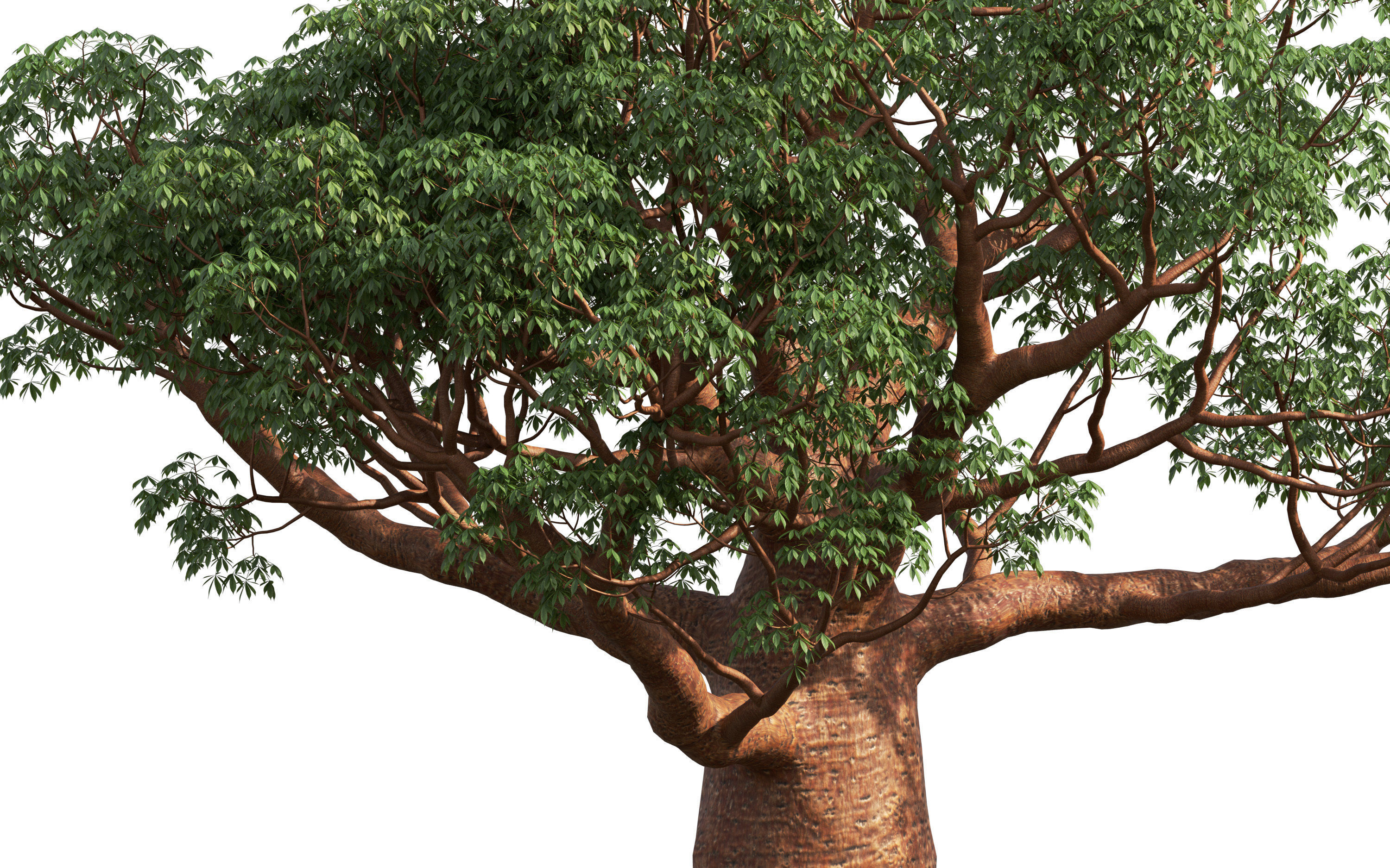 African plants - Include GrowFX and Mesh file 3D model_7