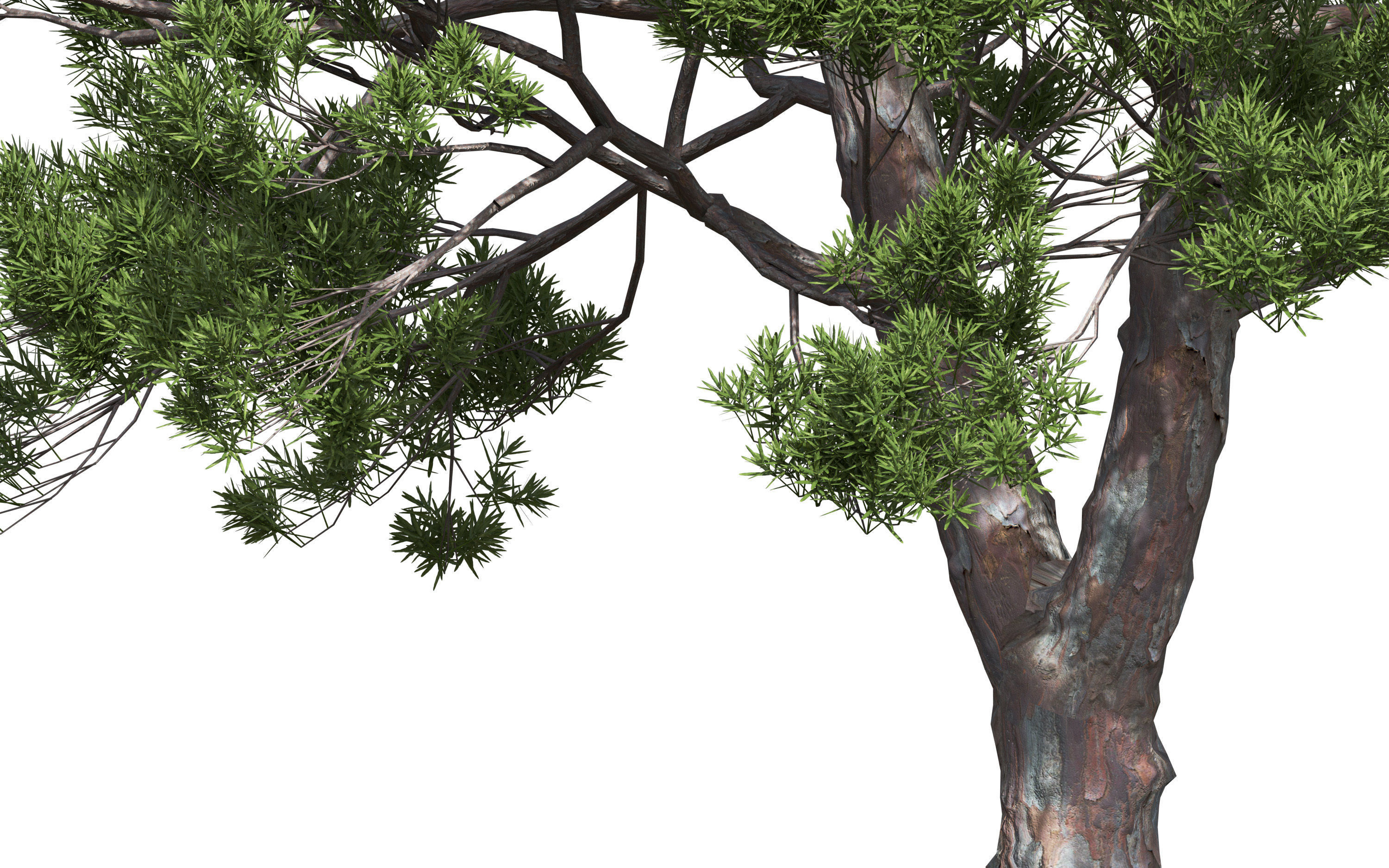 African plants - Include GrowFX and Mesh file 3D model_10