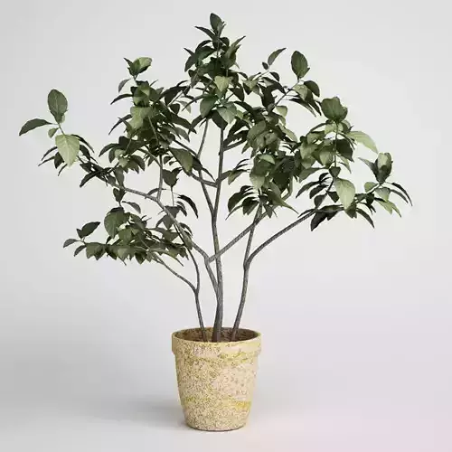 CGAXIS Potted Green Tree