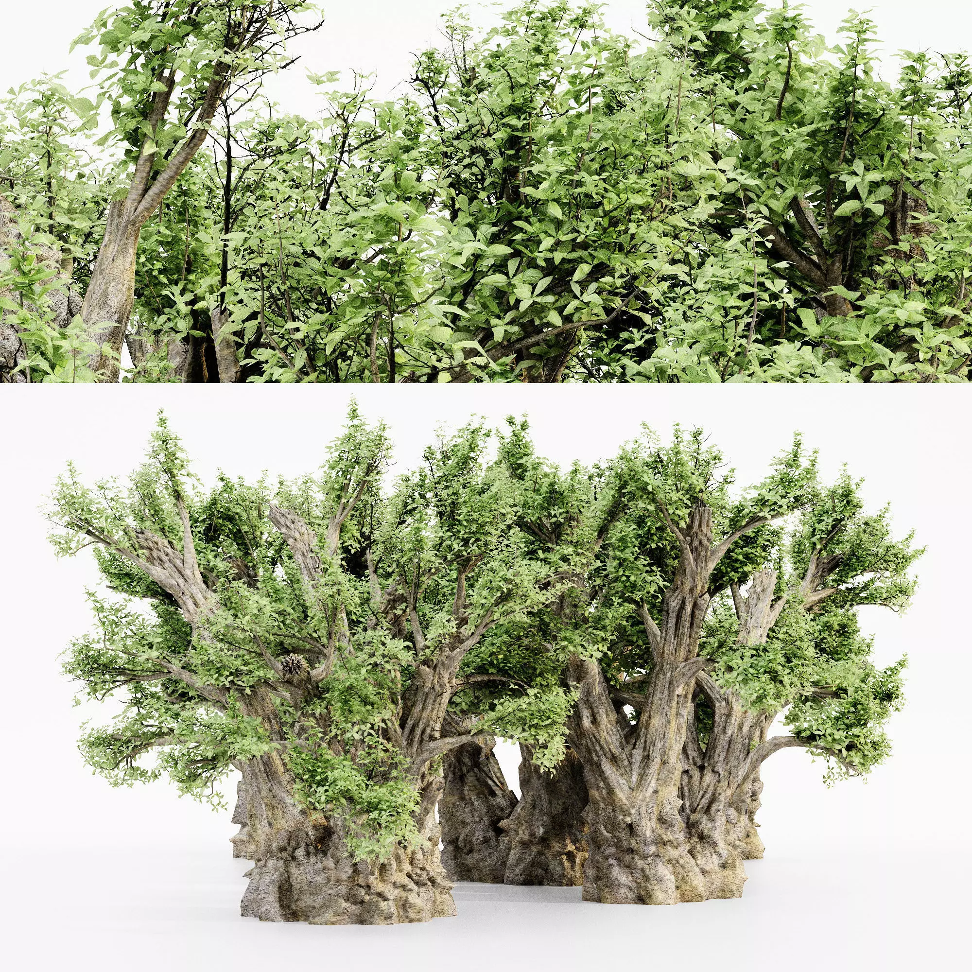 African Baobab tree 5 3D MODELS 3D model_0