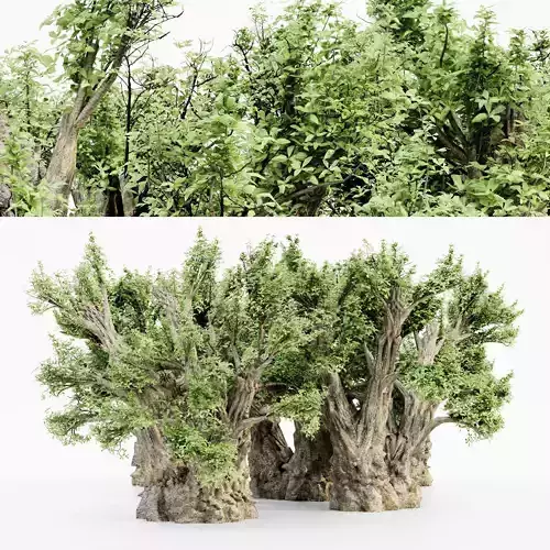 African Baobab tree 5 3D MODELS