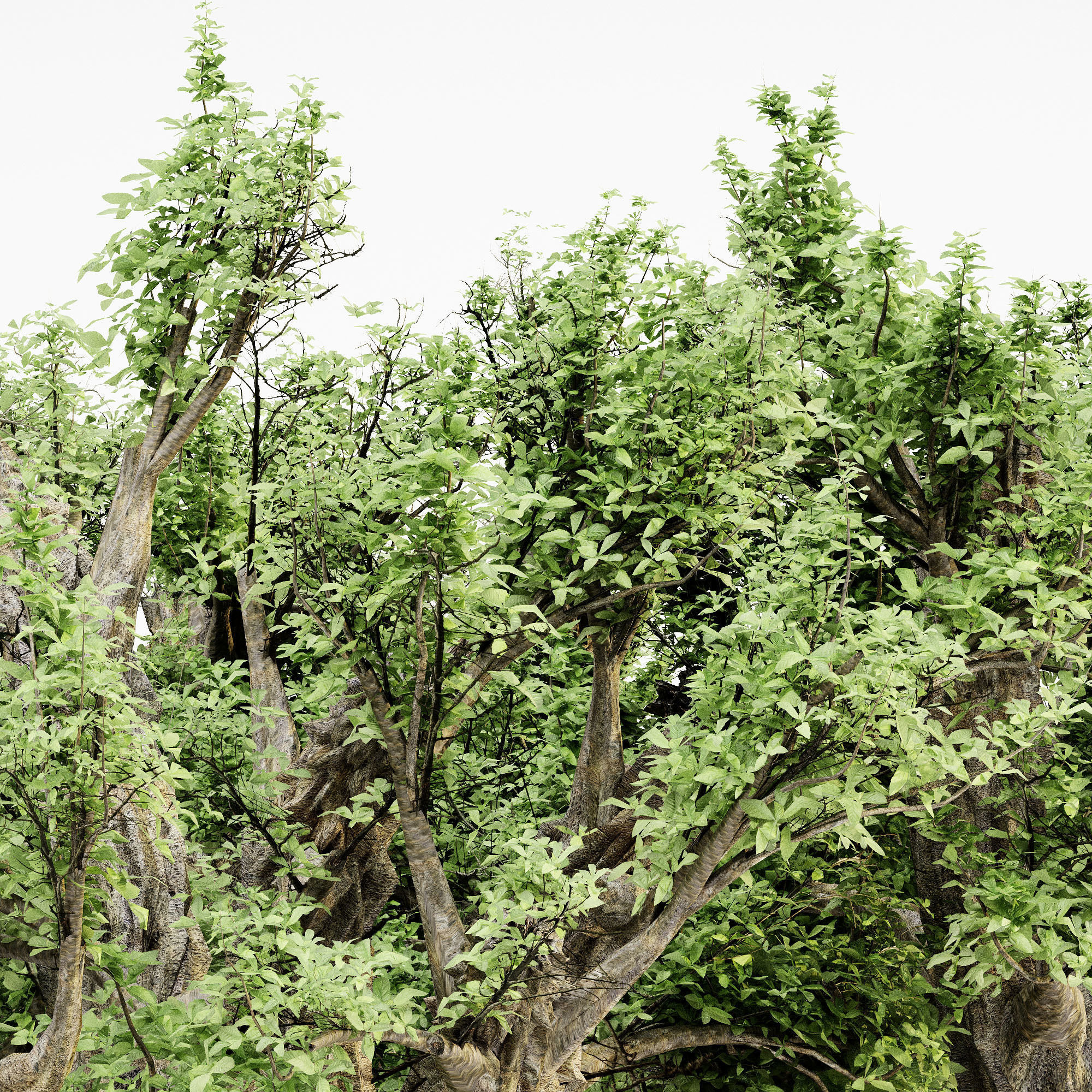 African Baobab tree 5 3D MODELS 3D model_2