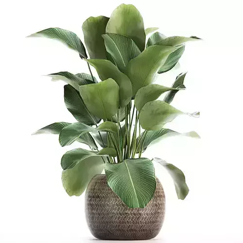 Ornamental plant Calathea lutea in baskets 753