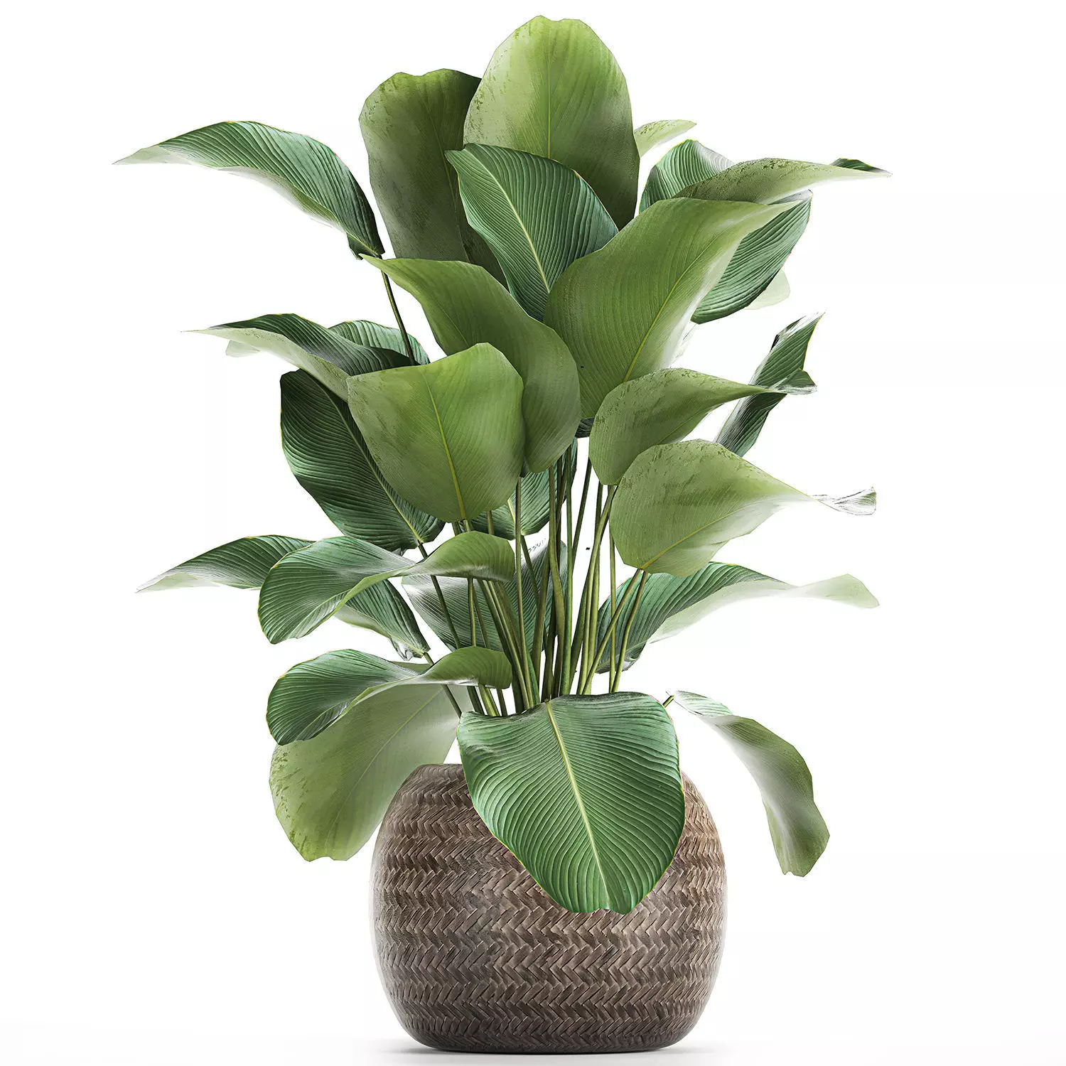 Ornamental plant Calathea lutea in baskets 753 3D model
