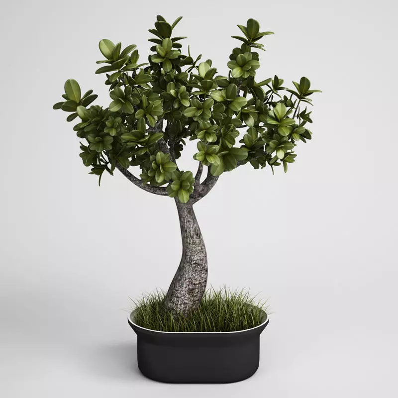CGAXIS Potted Green Bonzai Tree 3D model_0