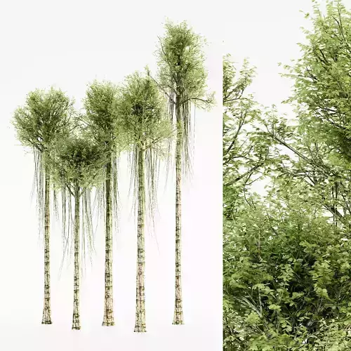 Agarwood tree 5 3d models 3D model