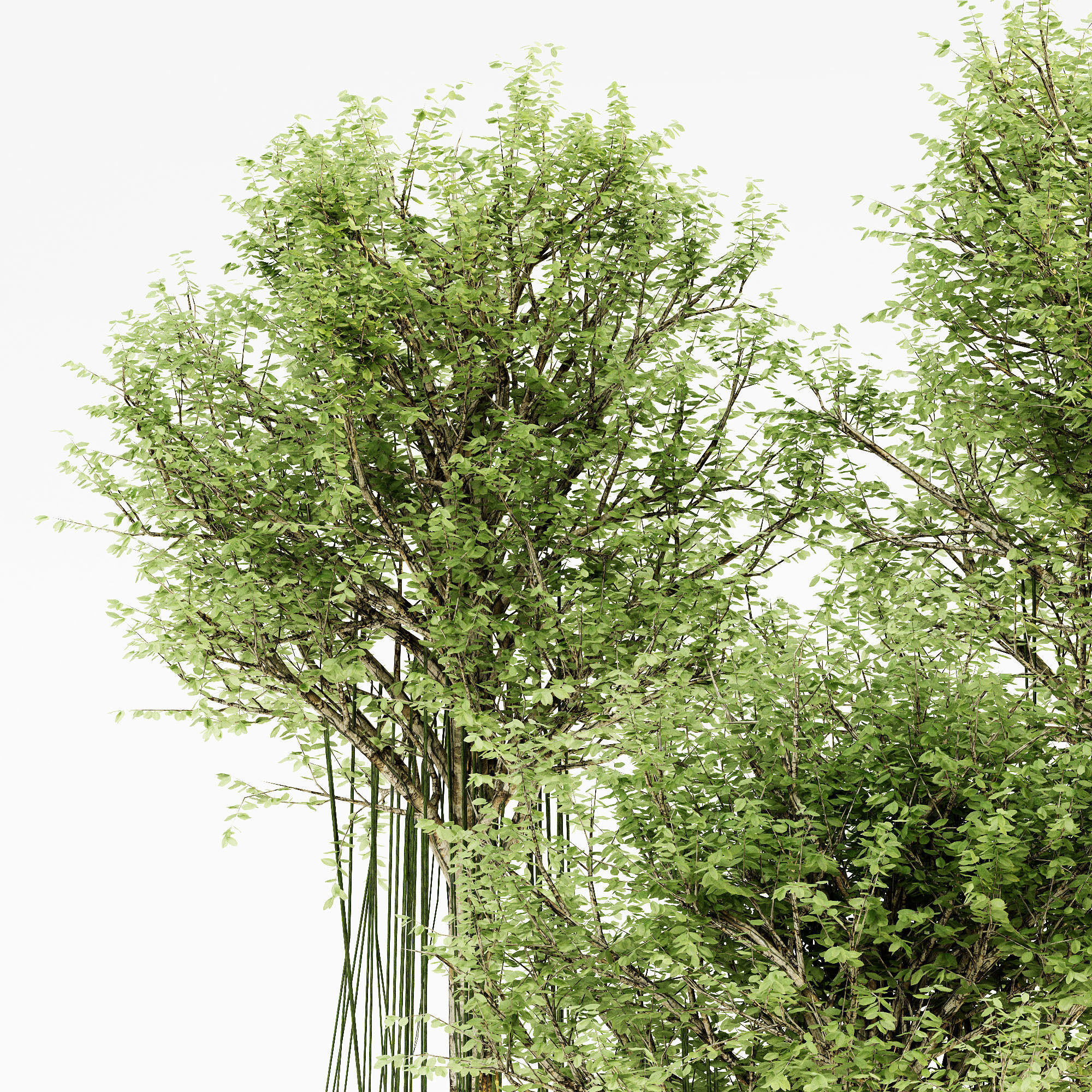 Agarwood tree 5 3d models 3D model_2