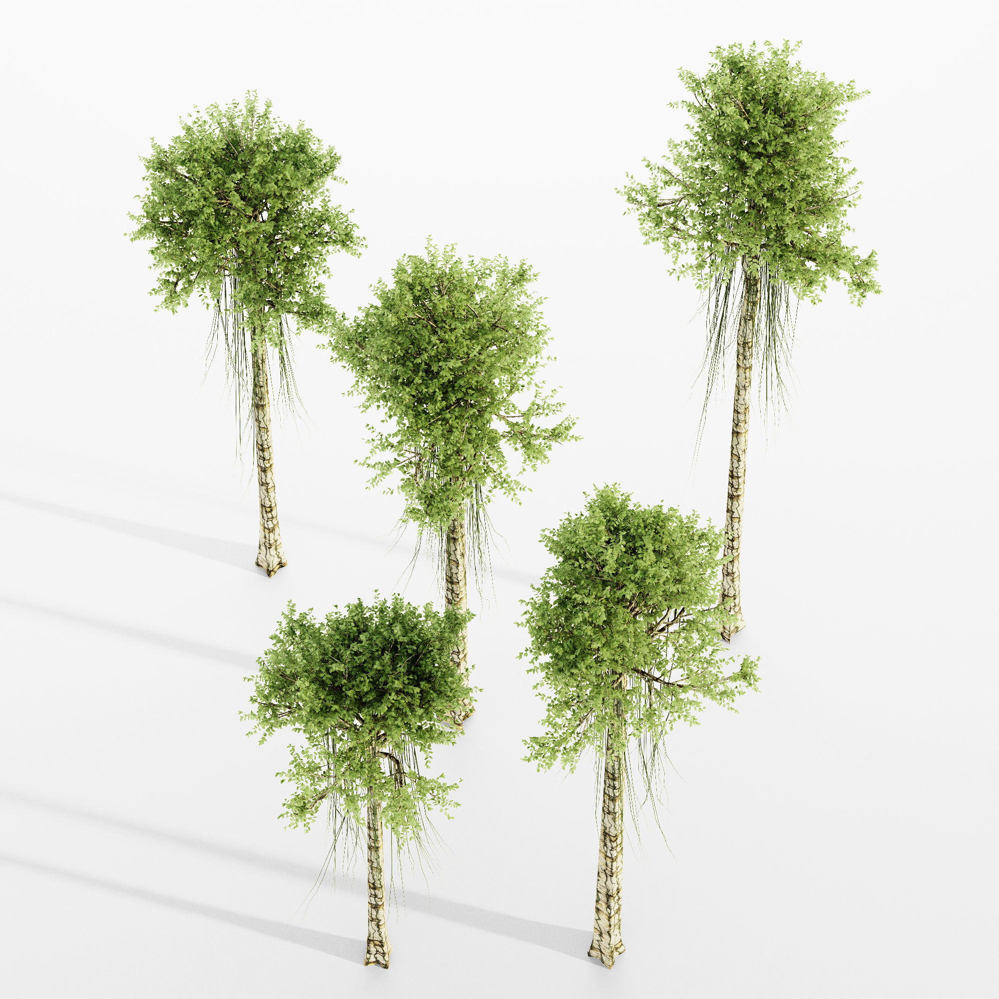 Agarwood tree 5 3d models 3D model_1