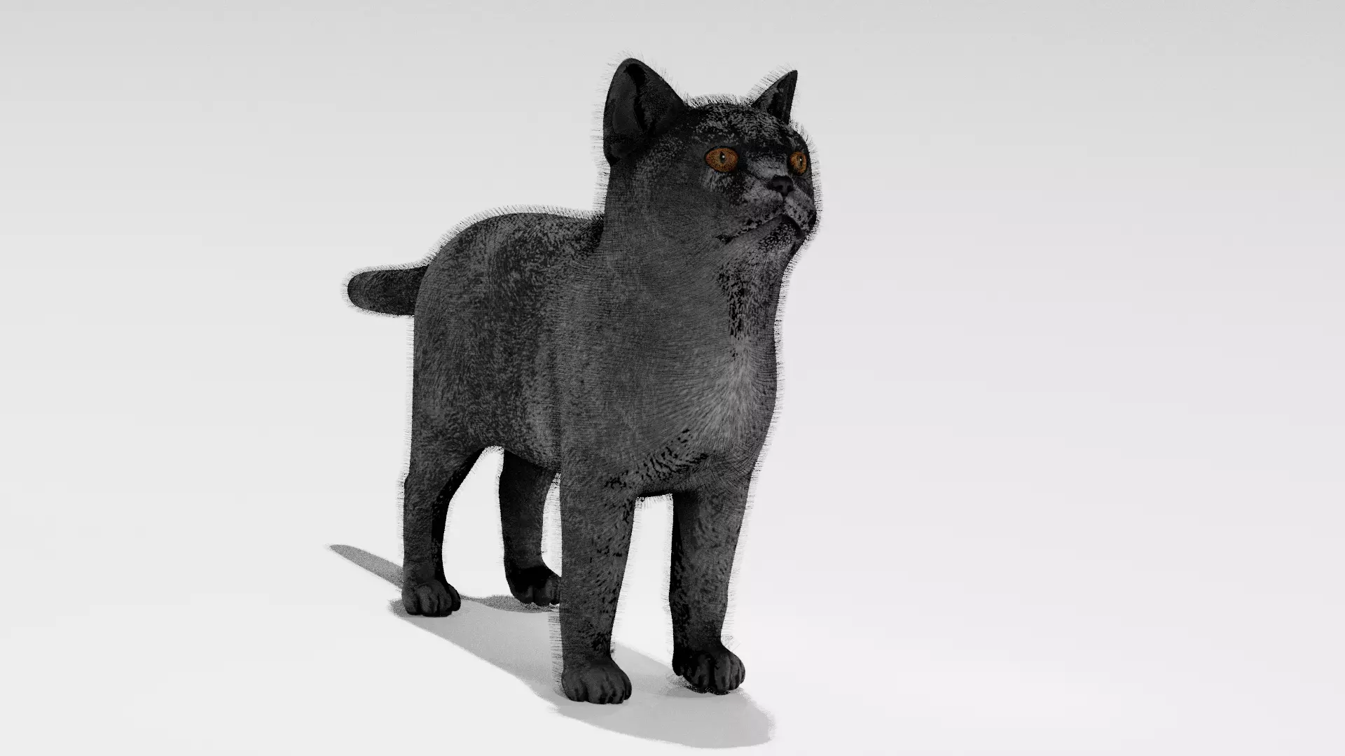 cat butiful cat with stripes Low-poly 3D model_0