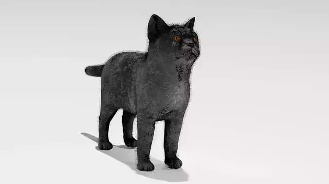 cat butiful cat with stripes 