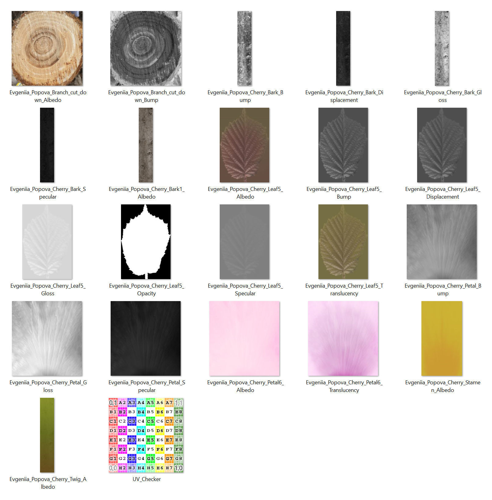 Japanese cherry branches 3D model_15