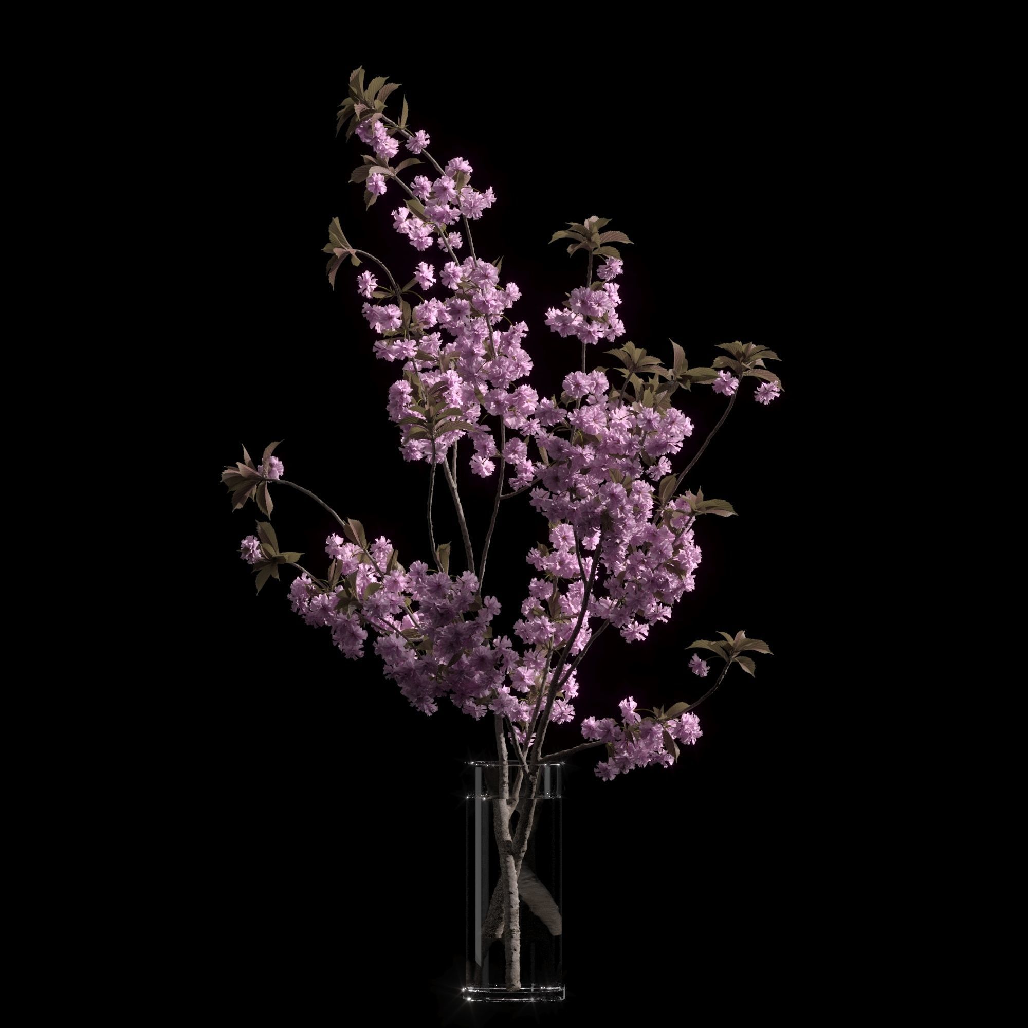 Japanese cherry branches 3D model_11