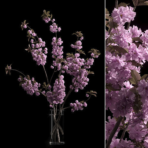 Japanese cherry branches 3D model