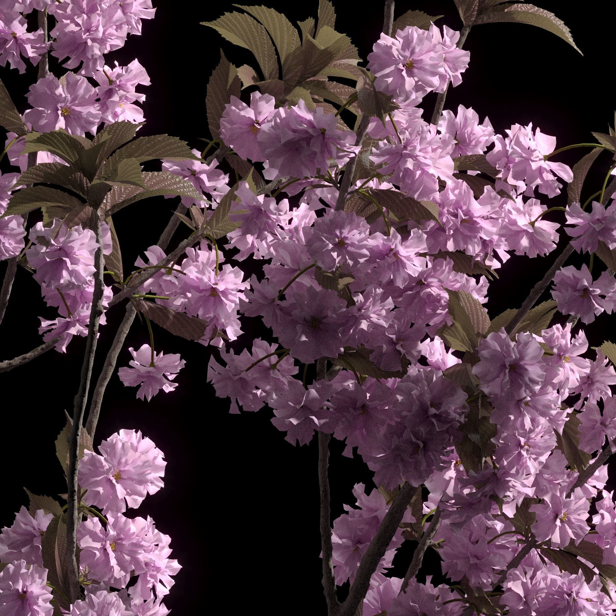 Japanese cherry branches 3D model_1