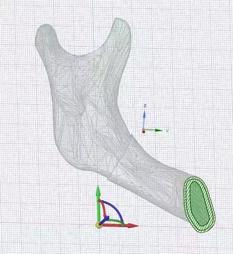 mandible vertebral arch with arrow pointing in direction of bone 3D model