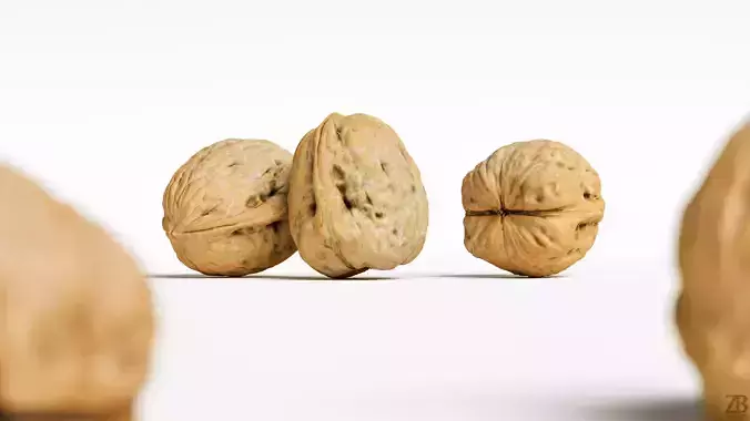 Walnut 3D model