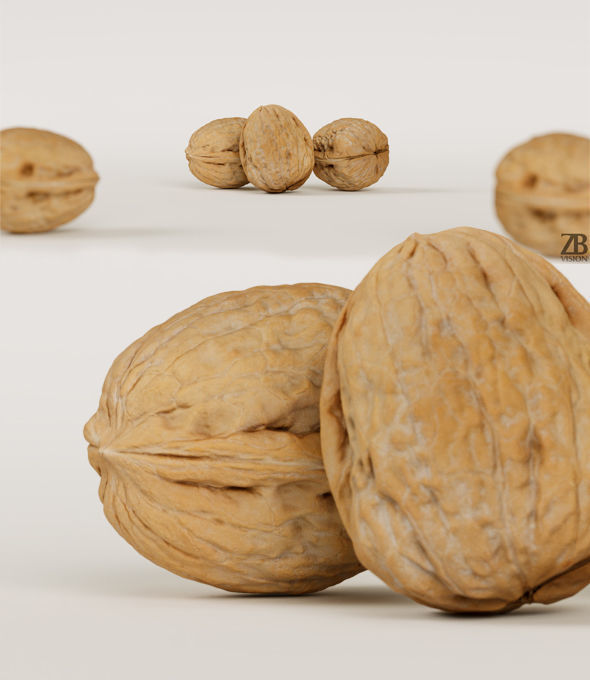 Walnut 3D model_12