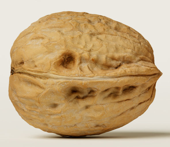 Walnut 3D model_7
