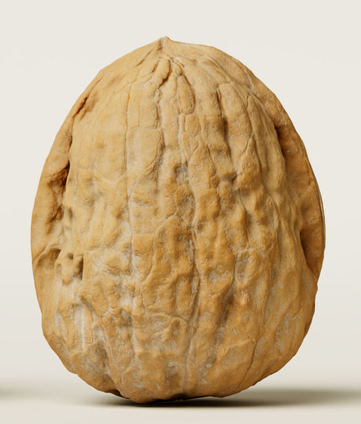 Walnut 3D model_8