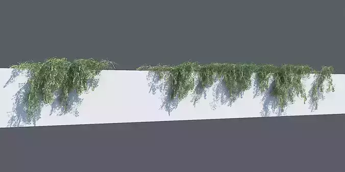 Hanging Plant - Prostrate Rosemary