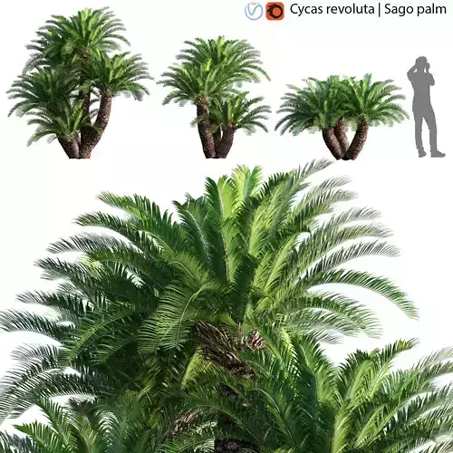 Cycas revoluta - Sago palm - 01