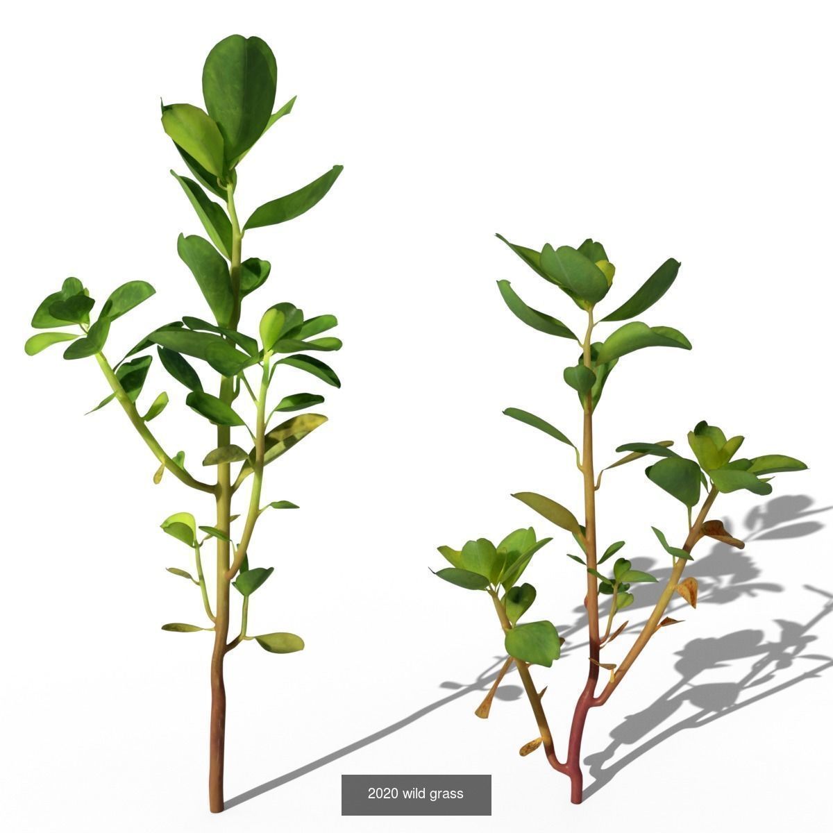 Grass and wildflowers Collection vol01 _3