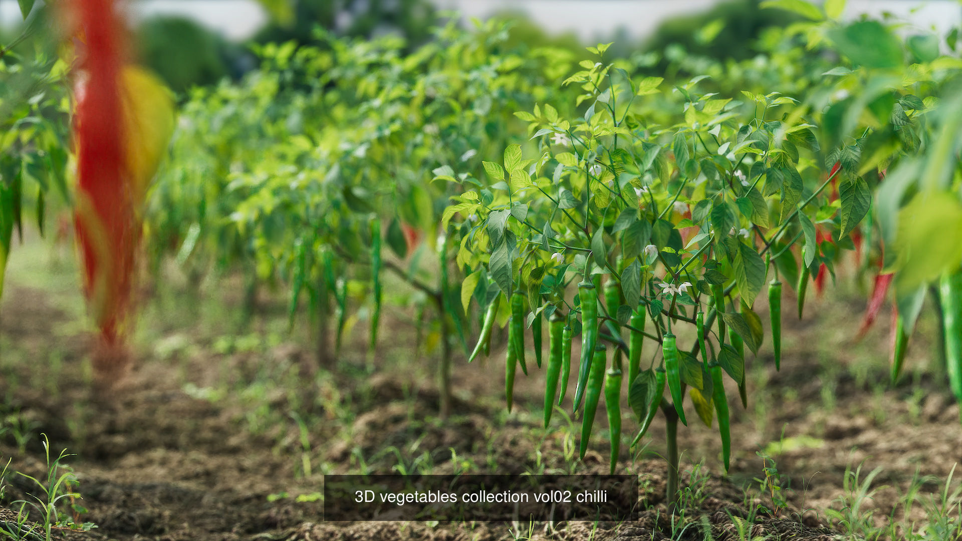 3D crop plants collection _3