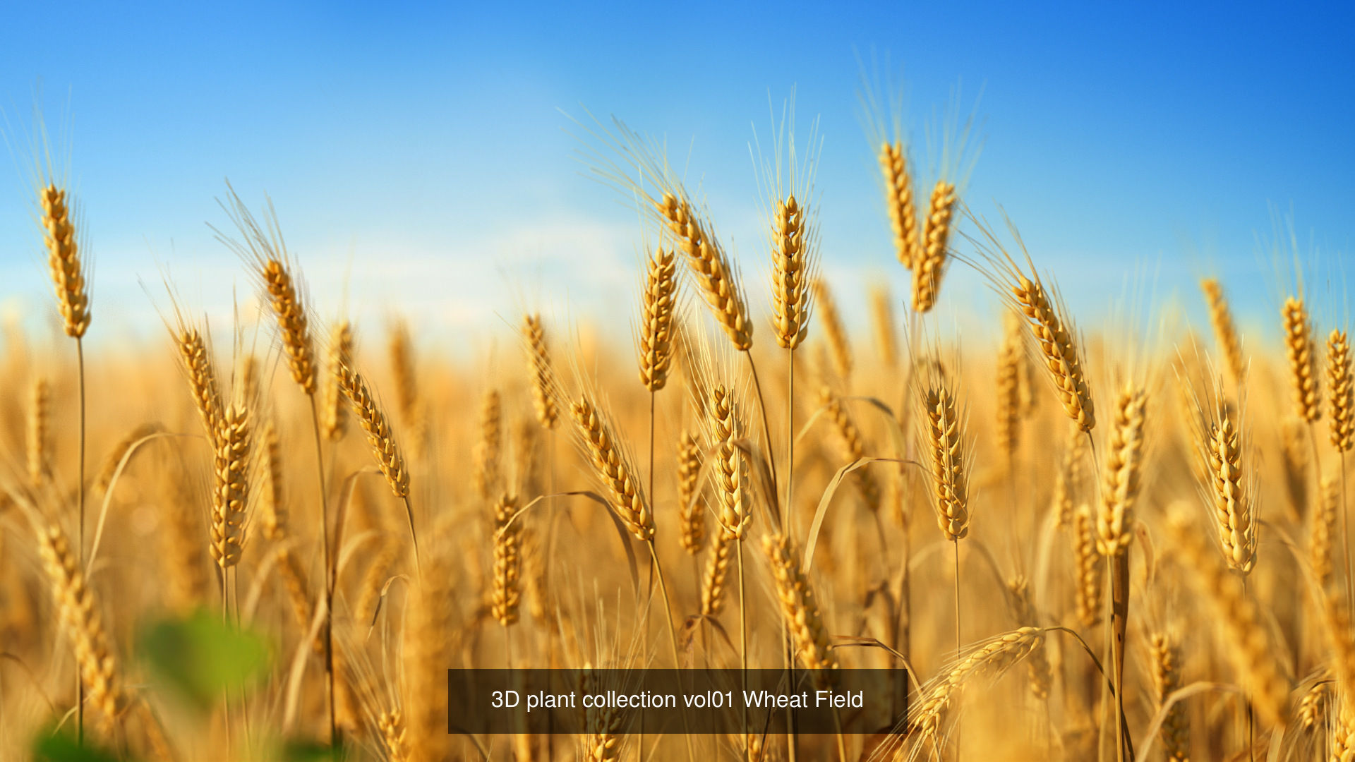 3D crop plants collection _4