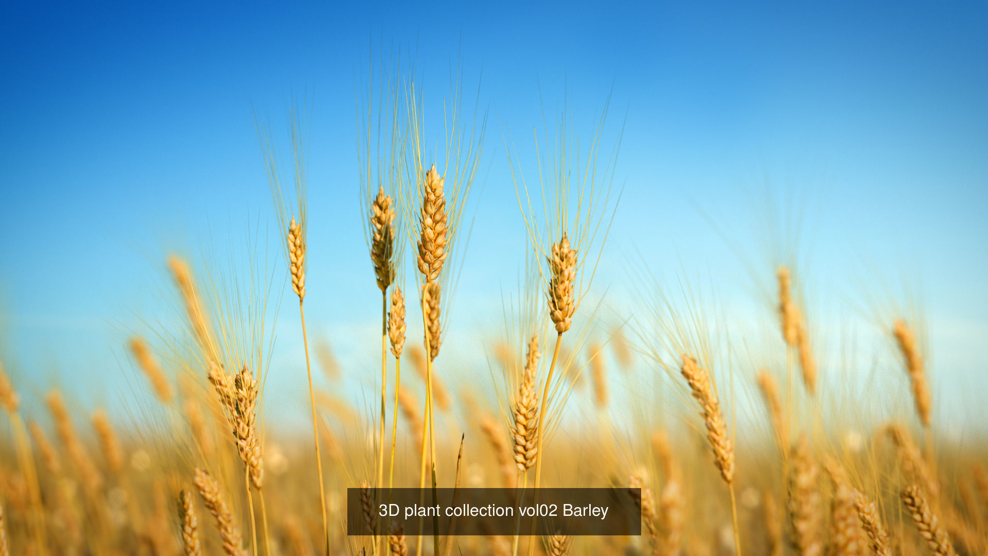 3D crop plants collection _5