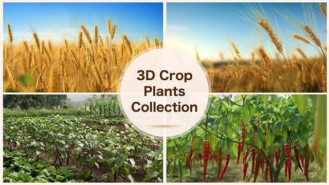 3D crop plants collection 