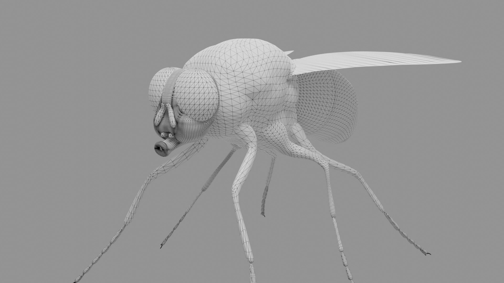 Housefly fly with eyes Low-poly 3D model_11