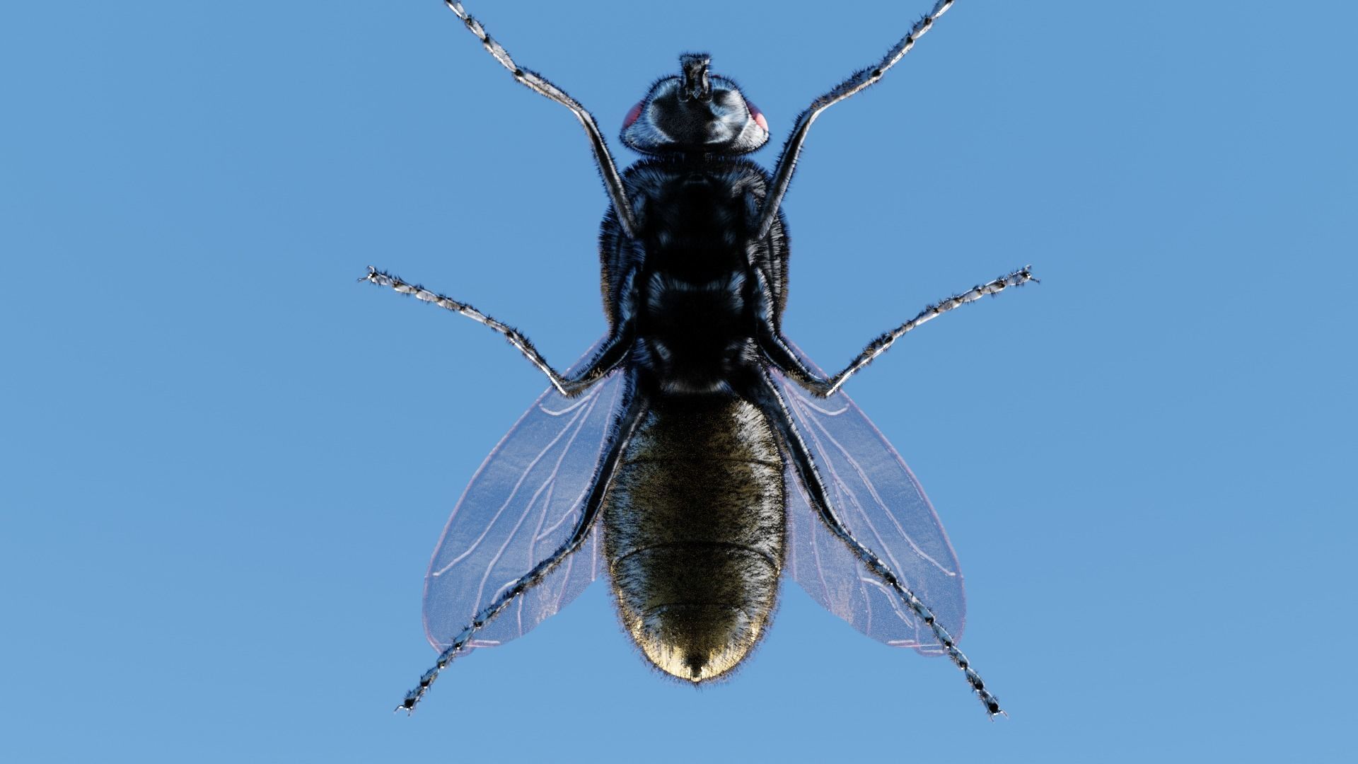 Housefly fly with eyes Low-poly 3D model_8