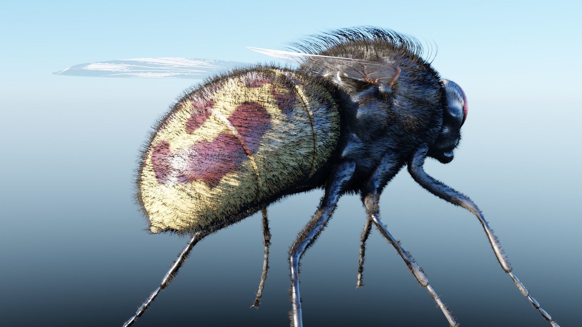 Housefly fly with eyes Low-poly 3D model_6
