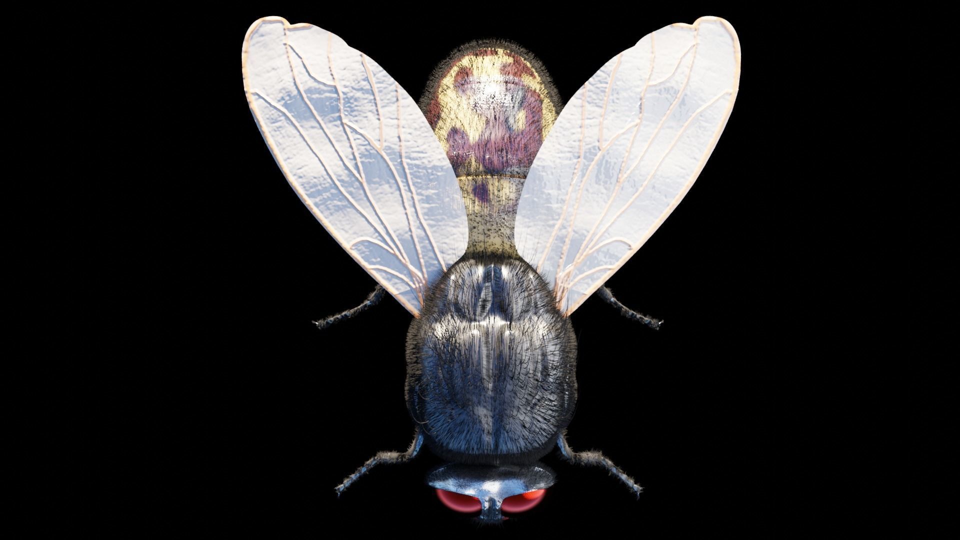 Housefly fly with eyes Low-poly 3D model_7