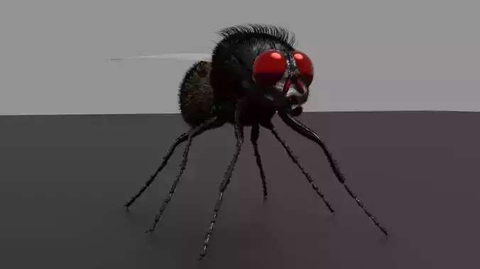 Housefly fly with eyes