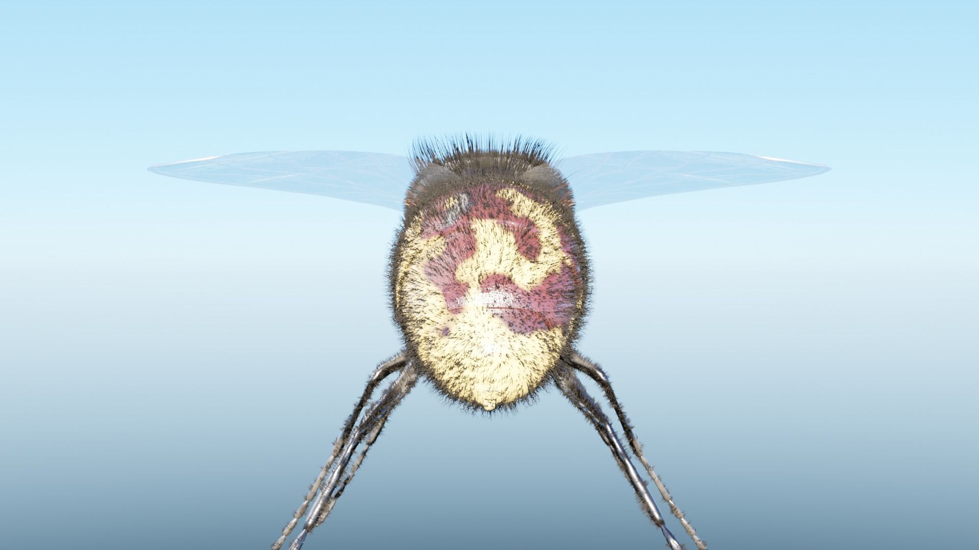 Housefly fly with eyes Low-poly 3D model_9
