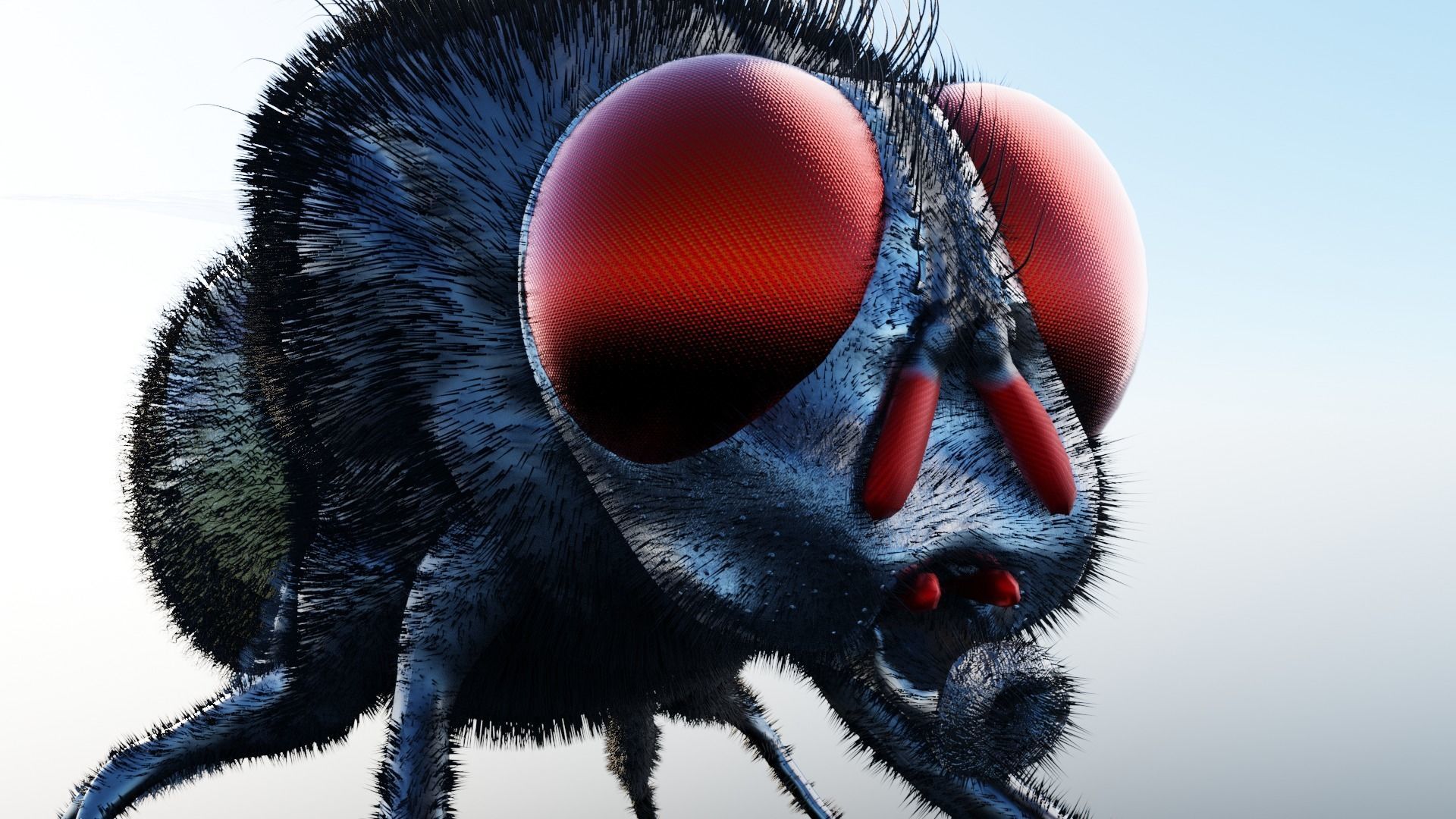 Housefly fly with eyes Low-poly 3D model_3