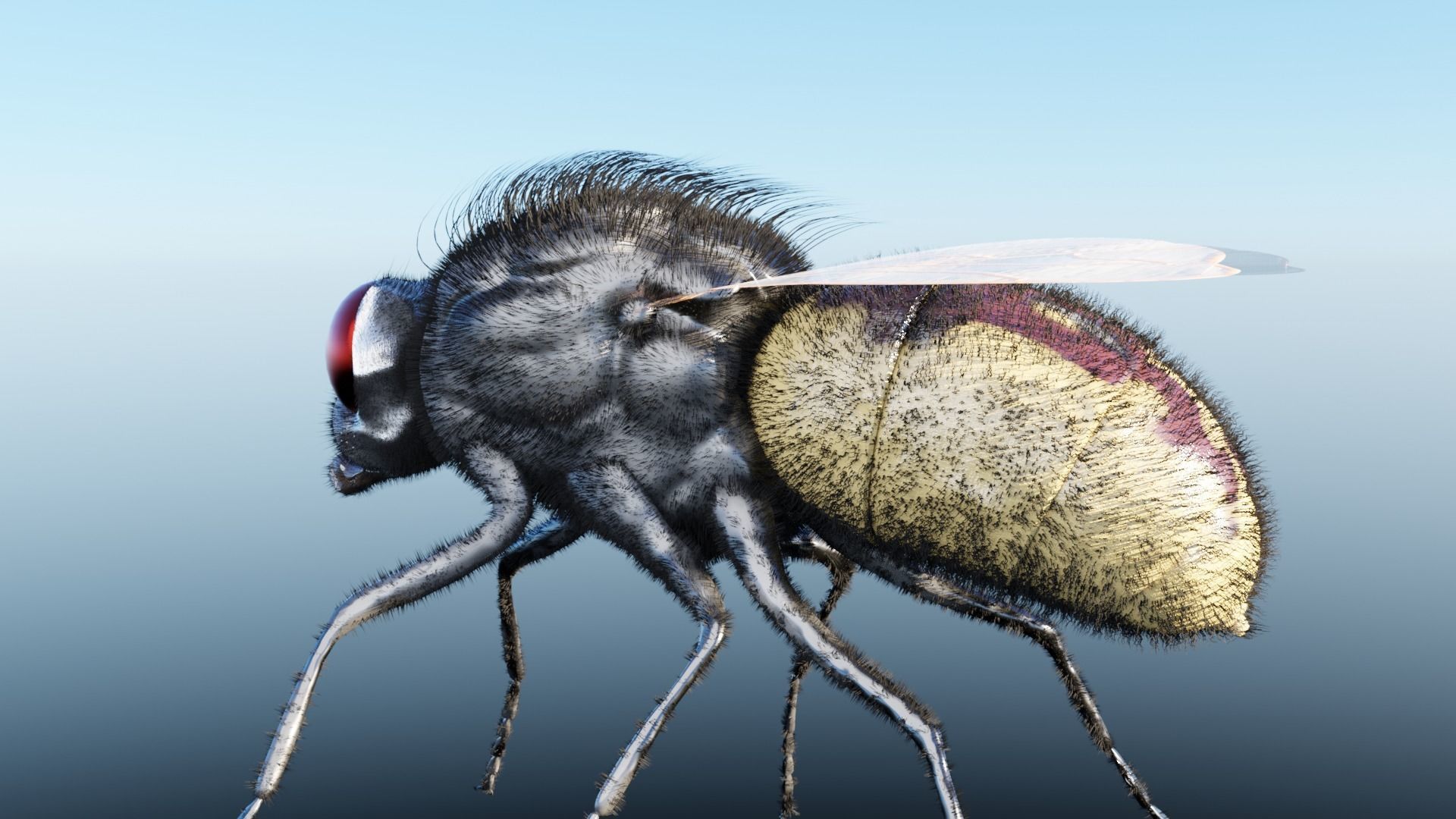 Housefly fly with eyes Low-poly 3D model_5