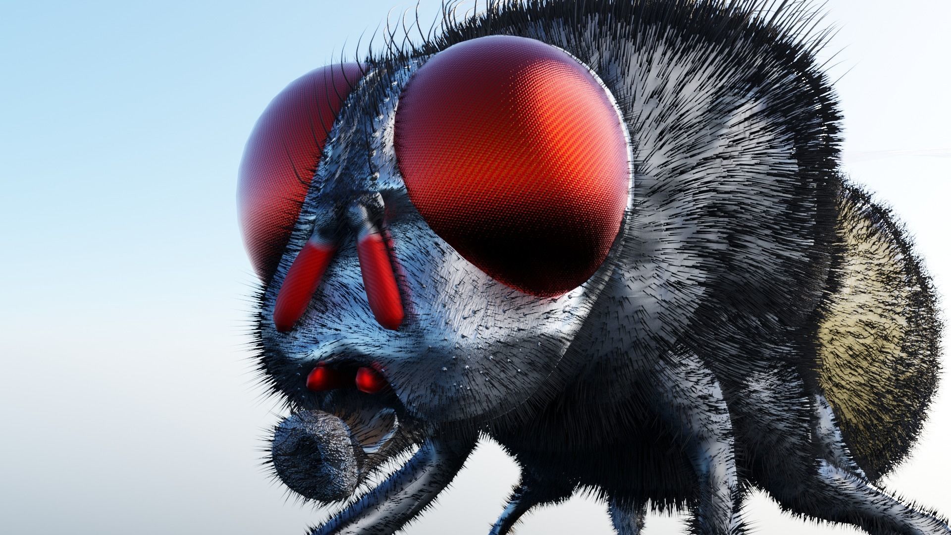 Housefly fly with eyes Low-poly 3D model_4