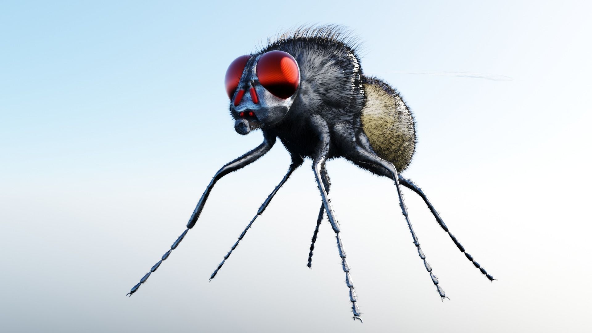 Housefly fly with eyes Low-poly 3D model_2
