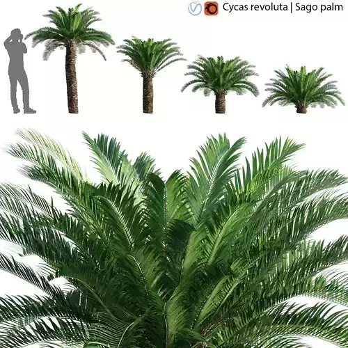 Cycas revoluta - Sago palm - 02