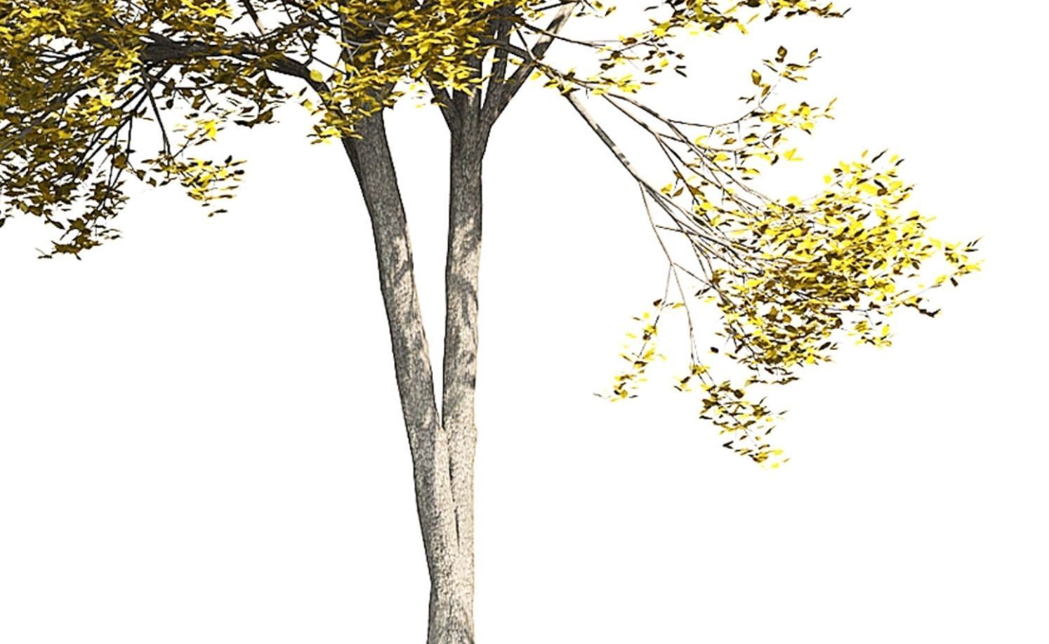 Ash-tree 2 tree 3D model_3