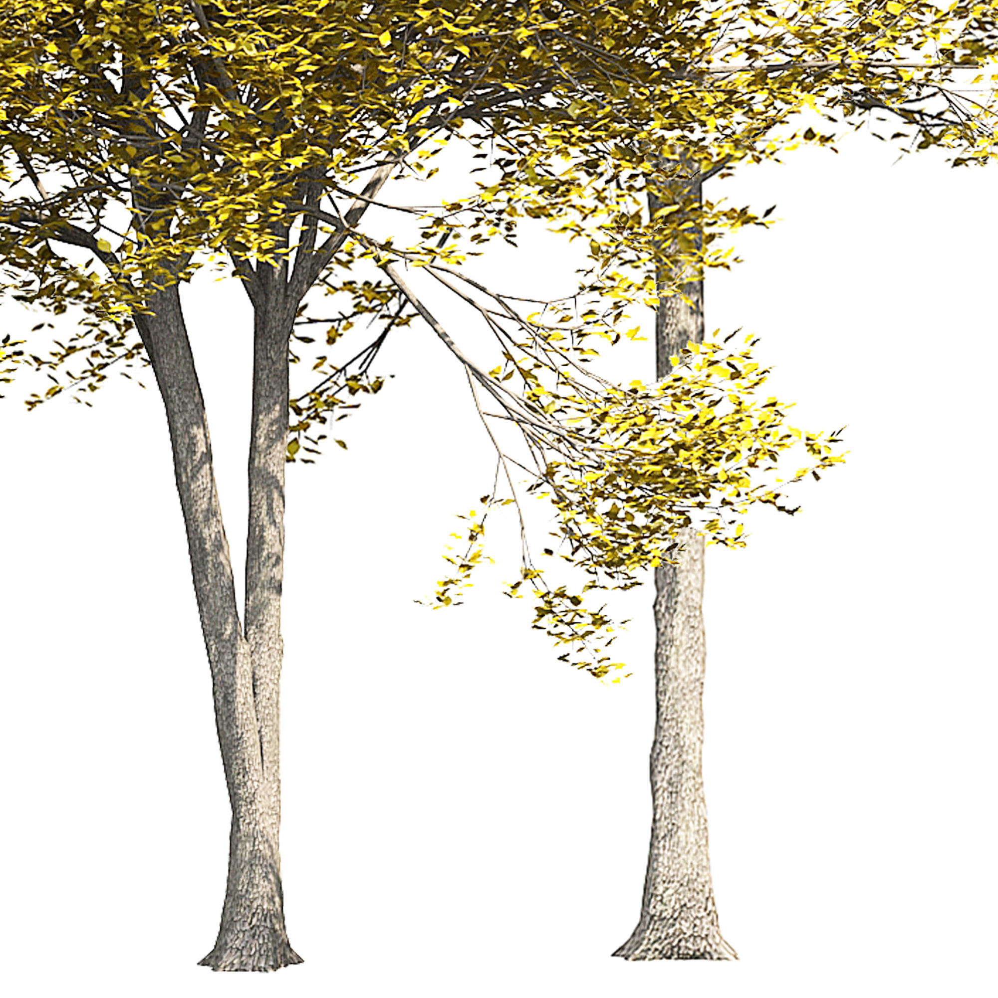 Ash-tree 2 tree 3D model_1
